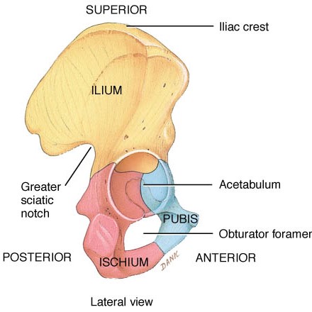Pelvic Floor